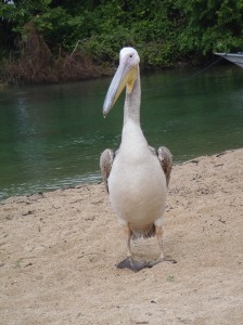 Bigbird was lost and found human family